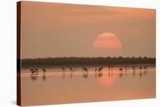 Lion Drinking at Night-Joan Gil Raga-Photographic Print