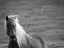 Islandic Horse with Flowing Light Colored Mane, Iceland-Joan Loeken-Framed Stretched Canvas