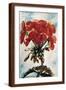 Brown Frame