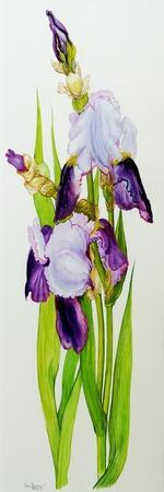 Mauve and purple irises with two buds