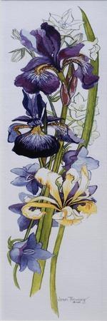 Purple and Yellow Irises with White and Mauve Campanulas,2013