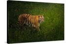 Stretched Canvas