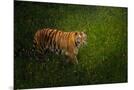 Wood Mount