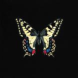 Pair of Butterflies on Gold-Joanna Charlotte-Art Print