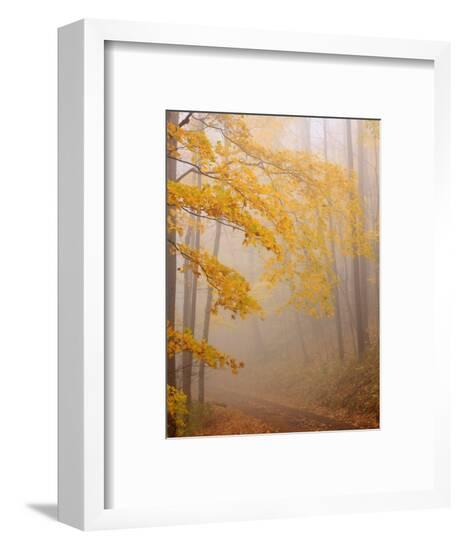Framed Photographic Print, , large