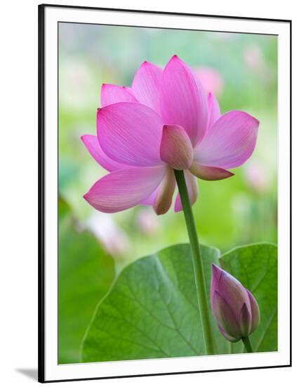 Framed Photographic Print, , large