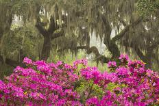 USA, Georgia, Savannah. Oak trees and azaleas at Bonaventure Cemetery in the spring-Joanne Wells-Framed Stretched Canvas