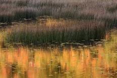 USA, Maine. Acadia National Park, reflections of fall color in a pond.-Joanne Wells-Photographic Print