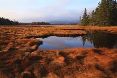 USA, Maine, Marsh Grass and Pond Near Acadia National Park-Joanne Wells-Photographic Print