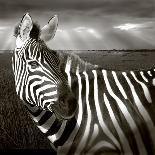 Black & White of Zebra and Plain, Kenya-Joanne Williams-Stretched Canvas