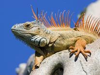 Close-Up of Male Iguana on Tree, Lighthouse Point, Florida, USA-Joanne Williams-Photographic Print
