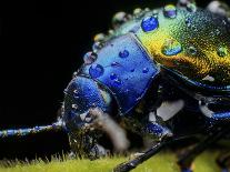 Metallic leaf beetle with rain droplets, in Aiuruoca, Minas Gerais, Brazil.-Joao Burini-Framed Photographic Print