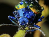 Metallic leaf beetle with rain droplets, in Aiuruoca, Minas Gerais, Brazil.-Joao Burini-Photographic Print