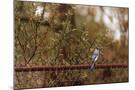 Wood Mount