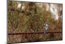 Wood Mount