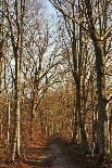 Country Road, Swabian Alb, Baden-Wurttemberg, Germany, Europe-Jochen-Framed Photographic Print