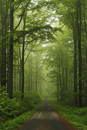 Beech Forest, Erzgebirge, Saxony, Germany, Europe