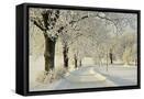 Framed Canvas