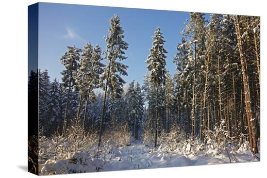 Stretched Canvas Print, , large