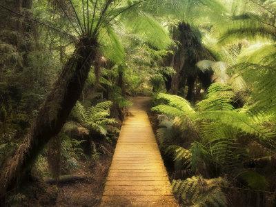 Boardwalk Through Rainforest, Maits Rest, Great Otway National Park, Victoria, Australia, Pacific