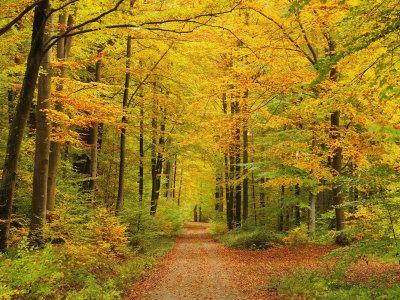 Forest in Autumn, Schoenbuch, Baden-Wurttemberg, Germany, Europe
