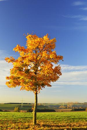 Maple Tree Posters at AllPosters.com