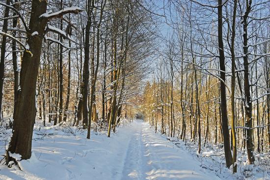 Premium Photographic Print, , large