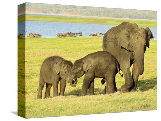 Stretched Canvas Print, , large