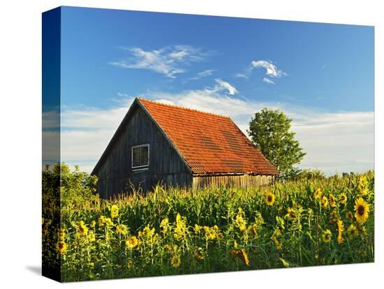 Stretched Canvas Print, , large