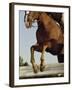 Jockey And a Horse Jumping Over a Hurdle-null-Framed Photographic Print