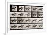 Jockey on a Galloping Horse, Plate 627 from "Animal Locomotion," 1887-Eadweard Muybridge-Framed Premium Giclee Print