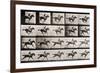 Jockey on a Galloping Horse, Plate 627 from "Animal Locomotion," 1887-Eadweard Muybridge-Framed Premium Giclee Print