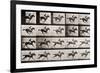 Jockey on a Galloping Horse, Plate 627 from "Animal Locomotion," 1887-Eadweard Muybridge-Framed Premium Giclee Print