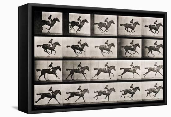 Jockey on a Galloping Horse, Plate 627 from "Animal Locomotion," 1887-Eadweard Muybridge-Framed Stretched Canvas