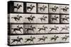 Jockey on a Galloping Horse, Plate 627 from "Animal Locomotion," 1887-Eadweard Muybridge-Stretched Canvas