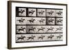 Jockey on a Galloping Horse, Plate 627 from "Animal Locomotion," 1887-Eadweard Muybridge-Framed Giclee Print