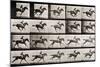 Jockey on a Galloping Horse, Plate 627 from "Animal Locomotion," 1887-Eadweard Muybridge-Mounted Giclee Print