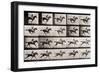 Jockey on a Galloping Horse, Plate 627 from "Animal Locomotion," 1887-Eadweard Muybridge-Framed Premium Giclee Print