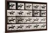 Jockey on a Galloping Horse, Plate 627 from "Animal Locomotion," 1887-Eadweard Muybridge-Framed Premium Giclee Print