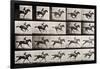 Jockey on a Galloping Horse, Plate 627 from "Animal Locomotion," 1887-Eadweard Muybridge-Framed Premium Giclee Print