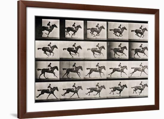 Jockey on a Galloping Horse, Plate 627 from "Animal Locomotion," 1887-Eadweard Muybridge-Framed Giclee Print