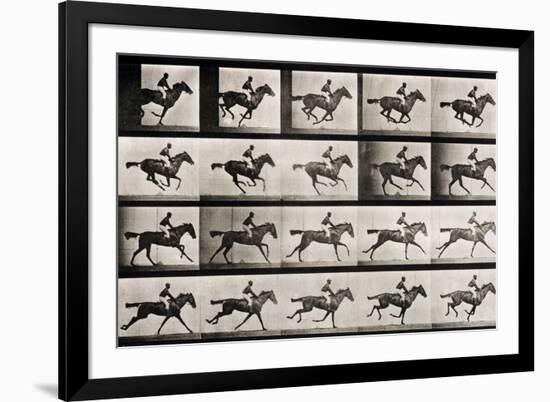 Jockey on a Galloping Horse, Plate 627 from "Animal Locomotion," 1887-Eadweard Muybridge-Framed Giclee Print