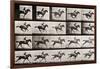 Jockey on a Galloping Horse, Plate 627 from "Animal Locomotion," 1887-Eadweard Muybridge-Framed Giclee Print