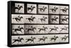 Jockey on a Galloping Horse, Plate 627 from "Animal Locomotion," 1887-Eadweard Muybridge-Framed Stretched Canvas