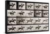 Jockey on a Galloping Horse, Plate 627 from "Animal Locomotion," 1887-Eadweard Muybridge-Framed Stretched Canvas