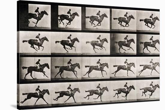 Jockey on a Galloping Horse, Plate 627 from "Animal Locomotion," 1887-Eadweard Muybridge-Stretched Canvas