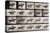 Jockey on a Galloping Horse, Plate 627 from "Animal Locomotion," 1887-Eadweard Muybridge-Stretched Canvas