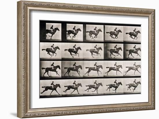 Jockey on a Galloping Horse, Plate 627 from "Animal Locomotion," 1887-Eadweard Muybridge-Framed Giclee Print