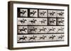 Jockey on a Galloping Horse, Plate 627 from "Animal Locomotion," 1887-Eadweard Muybridge-Framed Giclee Print