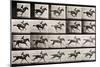 Jockey on a Galloping Horse, Plate 627 from "Animal Locomotion," 1887-Eadweard Muybridge-Mounted Giclee Print